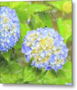 Blue Hydrangea Deux Watercolor Metal Print