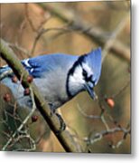 Blue Jay In The Crape Myrtle Metal Print