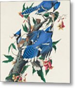Blue Jay. John James Audubon Metal Print