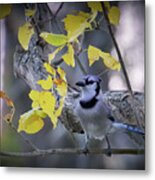 Blue Jay Metal Print