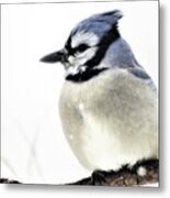 Blue Jay On A Snow Day Metal Print