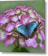 Blue Morpho Butterfly On Pink Hydrangea Metal Print