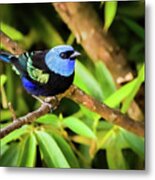 Blue Necked Tanager Don Yo Villavicencio Meta Colombia Metal Print