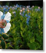 Blue Poppy In Poppy Field Metal Print