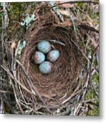 Blue Speckled Mockingbird Eggs Metal Print