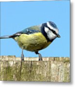 Blue Tit On The Fence Metal Print