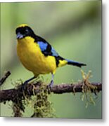 Blue Winged Mountain Tanager Metal Print