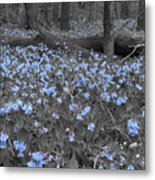 Bluebell Patch Metal Print