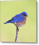 Perched Bluebird 1 Metal Print