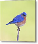 Perched Bluebird 2 Metal Print