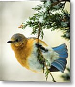 Bluebird In Winter Metal Print