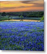 Bluebonnet Lake Vista Texas Sunset - Wildflowers Landscape Flowers Pond Metal Print
