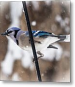 Bluejay In The Snow Metal Print