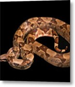 Boa Constrictors  Isolated On Black Background Metal Print