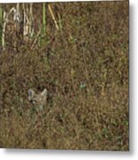 Bobcat - 5677 Metal Print