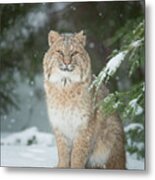 Bobcat In Snow Metal Print