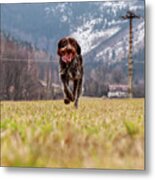 Bohemian Wire Haired Pointing Griffon Running Towards To Me For Some Food. She Jumps And Runs To Me For My Order. Metal Print
