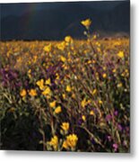 Borrego Springs Desert Sunflowers And Rainbow Metal Print