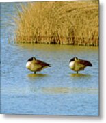 Bosque Canadian Geese Quad Metal Print