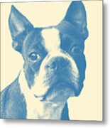 Boston Terrier Portrait In Blue Metal Print