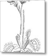 Botany Plants Antique Engraving Illustration: Venus Flytrap, Dionaea Muscipula Metal Print