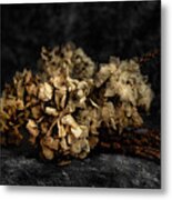 Bouquet Of Dried Hydrangea Flowers Metal Print