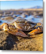 Breakfast On The Beach Metal Print