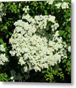 Bridal Wreath Spirea Metal Print