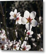 Bright White Almond Blossoms In The Mediterranean Sunlight Metal Print