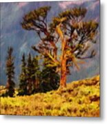 Bristlecone Pine - Ancient Tree Metal Print