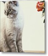 British Shorthair Cat 1 Metal Print