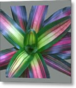 Bromeliad Leaves Abstract Clear Metal Print