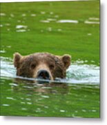 Brown Bear Submerged Be10586 Metal Print