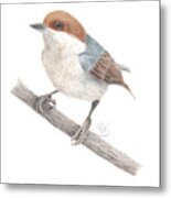 Brown-headed Nuthatch Metal Print