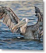 Brown Pelicans #2 Metal Print
