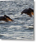 Brown Pelicans On Indian Rocks Beach, 2 Of 2 Metal Print
