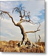 Burmis Tree From The West Metal Print