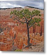 Bryce Canyon National Park - Living On The Edge Metal Print