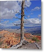 Bryce Canyon National Park - Still Standing Metal Print