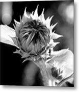 Budding Sunflower Metal Print