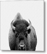 Buffalo Photo 135 Black And White Metal Print