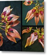 Bulbophyllum Orchid A-dorabil 'candy Ann' Collage Metal Print