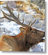 Bull Elk Bugling Metal Print