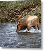 Bull Elk Drinking - Smoky Mountains Metal Print