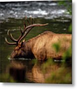 Bull Elk Wading In The River Metal Print