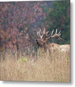 Bull Elk - Wapiti Metal Print