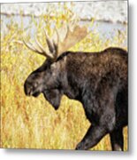 Bull Moose Heading Along Gros Ventre River Metal Print