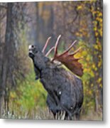 Bull Moose In Rut Metal Print