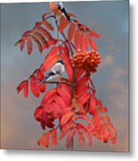 Bullfinches In Rowan Tree Metal Print