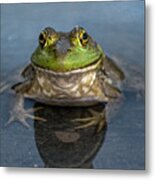 Bullfrog 2 Metal Print